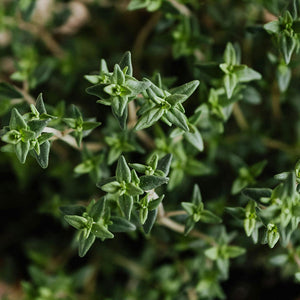 THYME